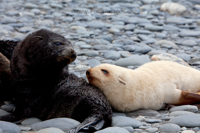 Leucistic fur seal pup, Salisbury Plain_MG_2969
