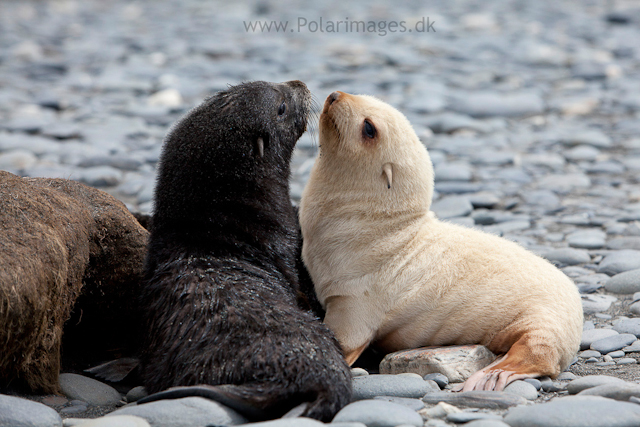 Leucistic fur seal pup, Salisbury Plain_MG_2977