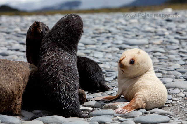 Leucistic fur seal pup, Salisbury Plain_MG_2989