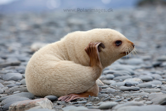 Leucistic fur seal pup, Salisbury Plain_MG_3007