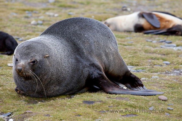 Mating fur seals, Salisbury Plain_MG_2914