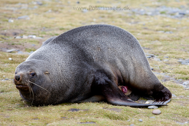 Mating fur seals, Salisbury Plain_MG_2918