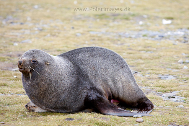 Mating fur seals, Salisbury Plain_MG_2921
