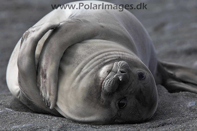 Salisbury Plain SG Elephant seal_MG_0457
