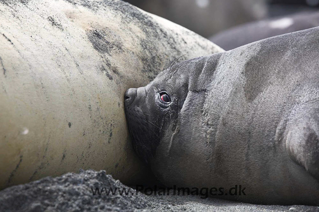Salisbury Plain SG Elephant seal_MG_0526