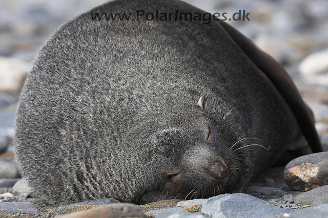 Salisbury Plain SG Fur seal_MG_0520