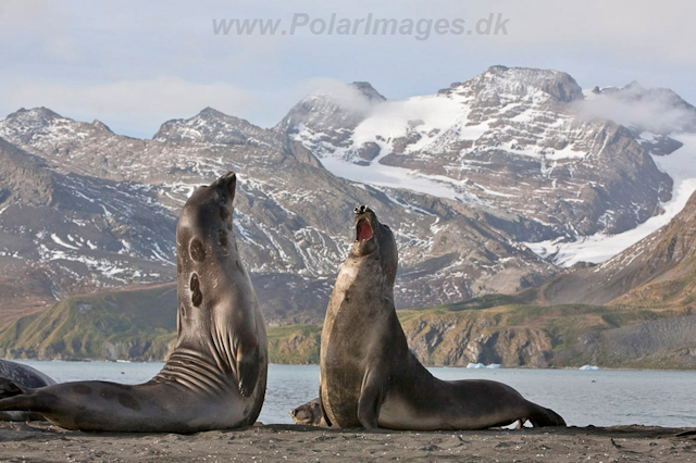 Southern Elelphant Seals, Gold Harbour_MG_8292