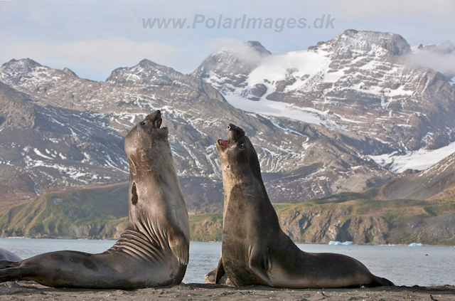 Southern Elelphant Seals, Gold Harbour_MG_8295