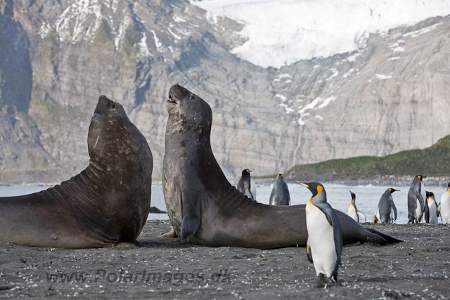 Southern Elelphant Seals, Gold Harbour_MG_8303