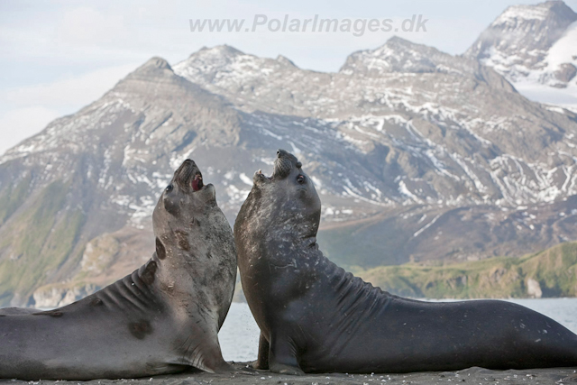 Southern Elelphant Seals, Gold Harbour_MG_8310