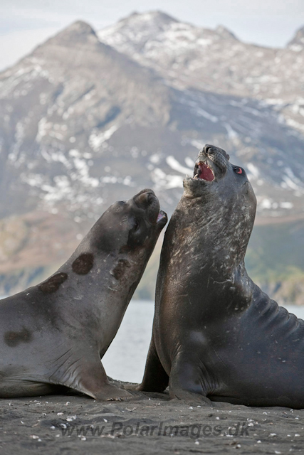 Southern Elelphant Seals, Gold Harbour_MG_8313