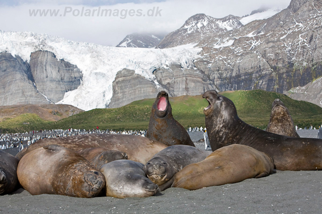 Southern Elelphant Seals, Gold Harbour_MG_8339