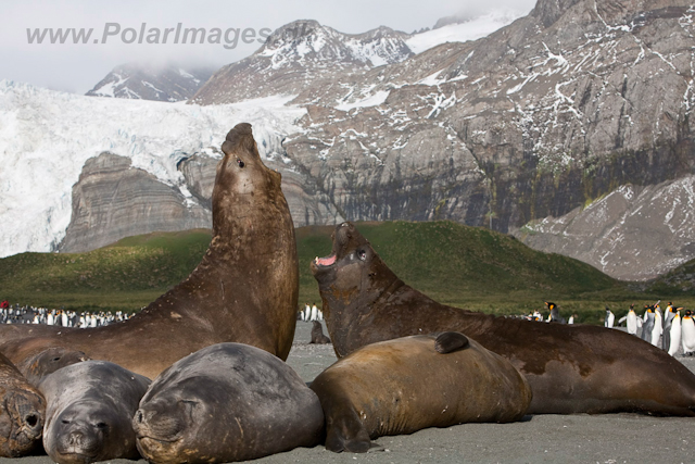 Southern Elelphant Seals, Gold Harbour_MG_8356