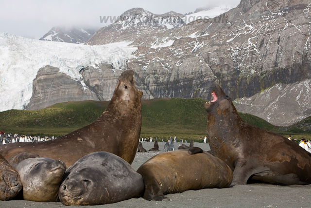 Southern Elelphant Seals, Gold Harbour_MG_8357