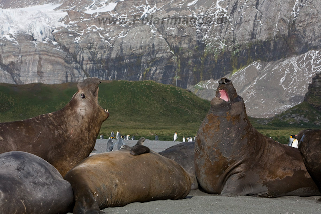 Southern Elelphant Seals, Gold Harbour_MG_8359