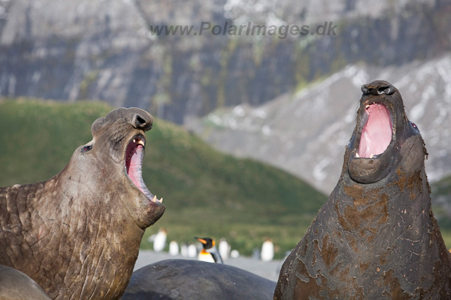 Southern Elelphant Seals, Gold Harbour_MG_8363