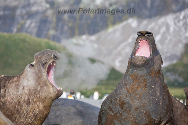 Southern Elelphant Seals, Gold Harbour_MG_8367