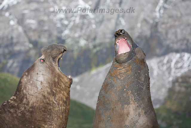 Southern Elelphant Seals, Gold Harbour_MG_8369