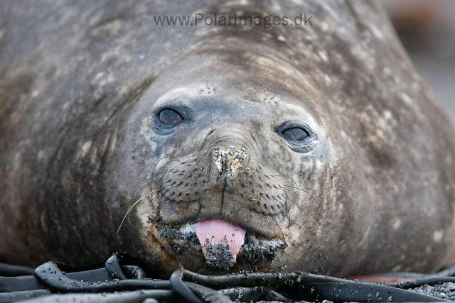 Southern elephant seal, Prion Island_MG_4140