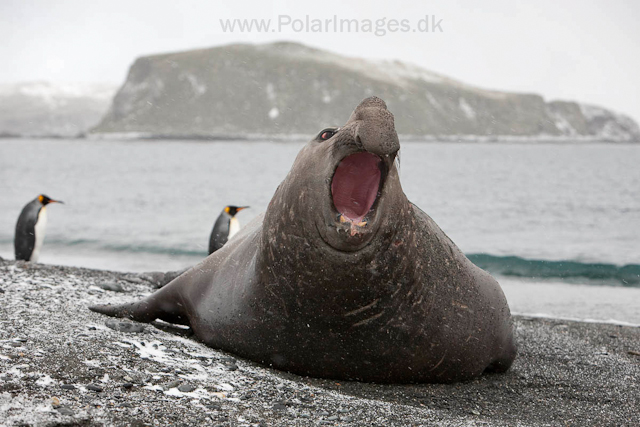 Southern elephant seal, Salisbury Plain_MG_0364