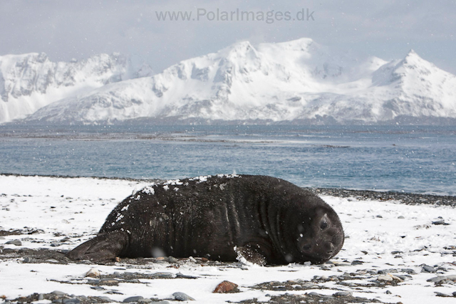 Southern elephant seal, Salisbury Plain_MG_0490