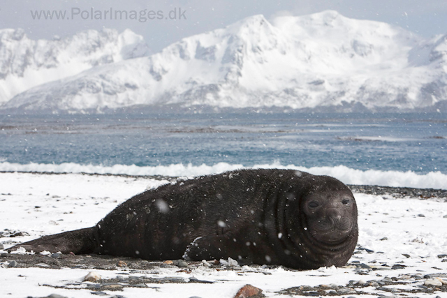 Southern elephant seal, Salisbury Plain_MG_0493