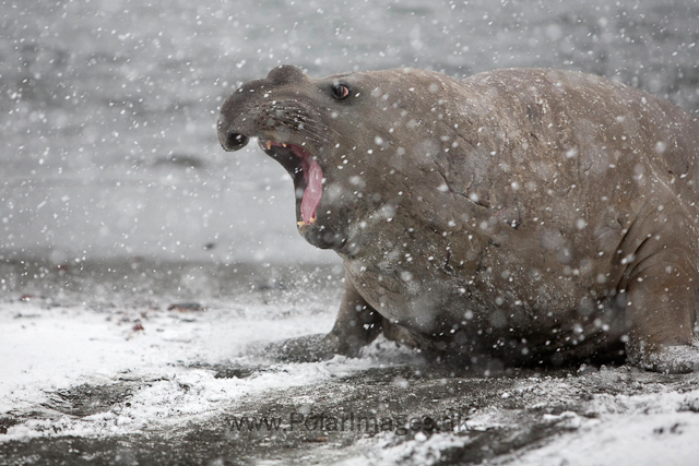 Southern elephant seals, Gold Harbour_MG_0754