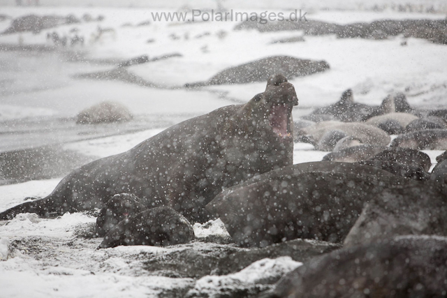 Southern elephant seals, Gold Harbour_MG_0785