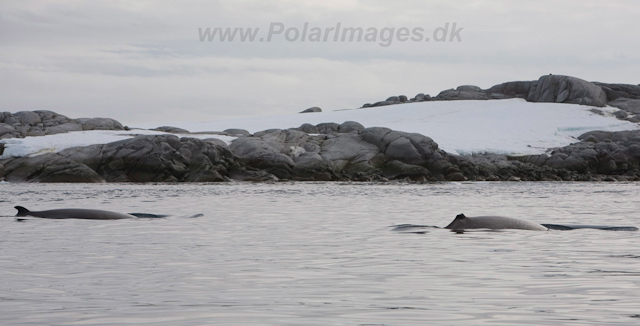 Antarctic Minke Whale_MG_0033