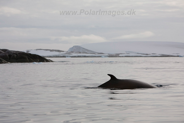 Antarctic Minke Whale_MG_0035