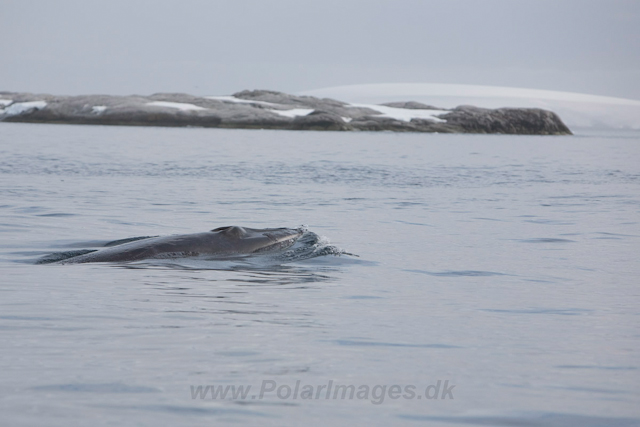 Antarctic Minke Whale_MG_0043