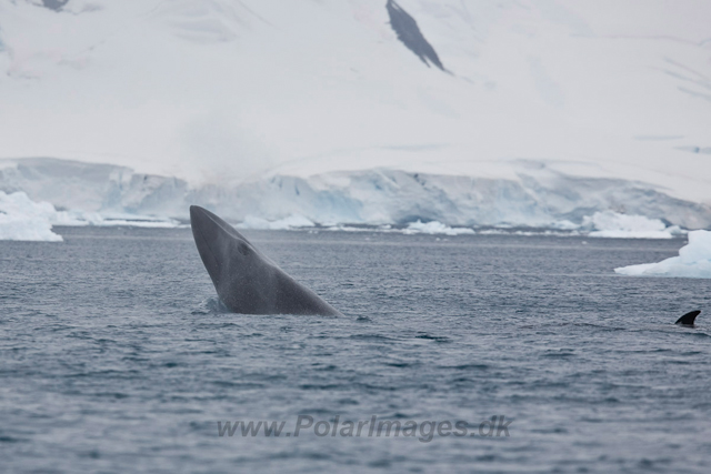 Antarctic Minke Whale_MG_9706