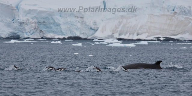 Antarctic Minke Whale_MG_9711