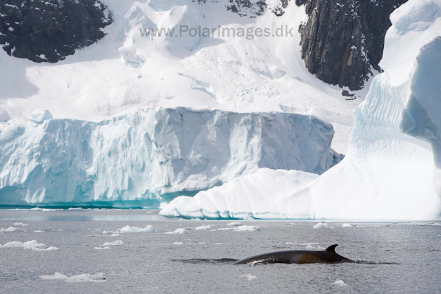 Antarctic Minke Whale, off Booth Island_MG_2199