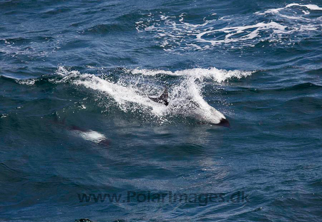Commerson's dolphin_MG_1735