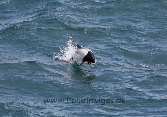 Commerson's dolphin_MG_1736