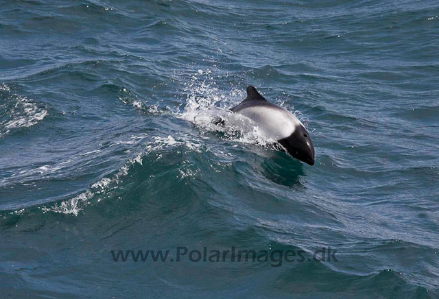 Commerson's dolphin_MG_1738
