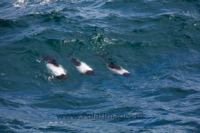 Commerson's dolphin_MG_1743