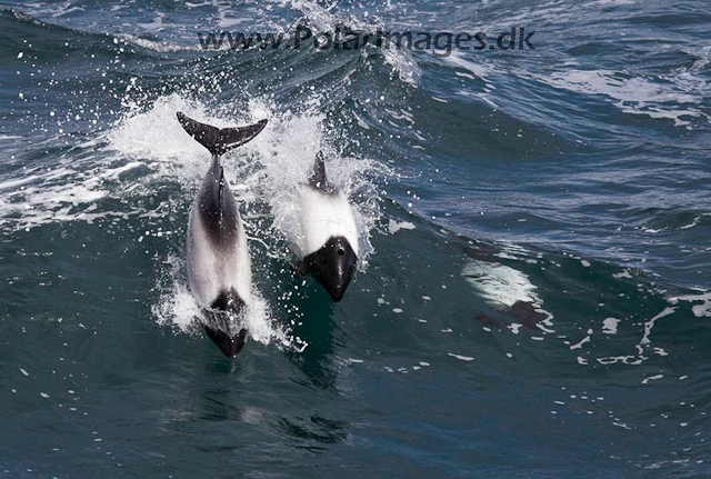 Commerson's dolphin_MG_1749