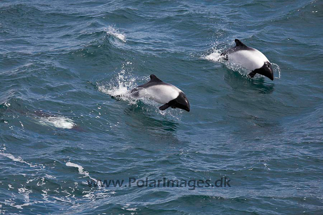 Commerson's dolphin_MG_1750