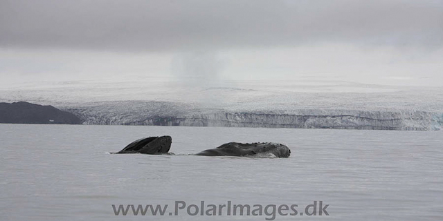 Hannah Point Humpbacks_MG_9977-01