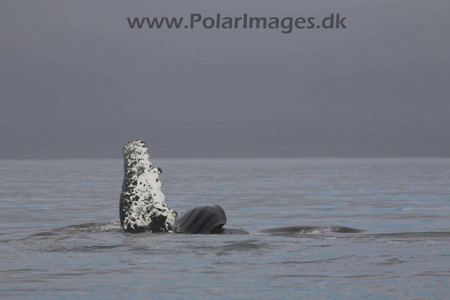 Hannah Point Humpbacks_MG_9993-01