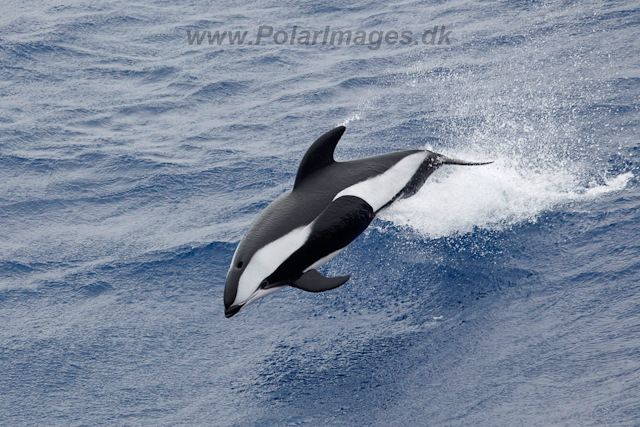 Hourglass Dolphin_MG_7482