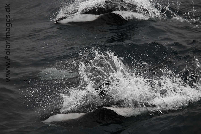 Hourglass dolphins_MG_7210-01