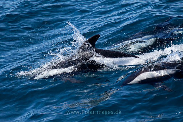 Hourglass dolphins, Southern Ocean_MG_2507