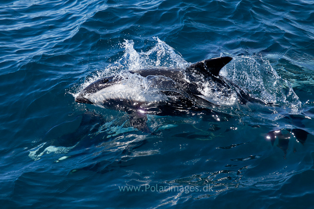 Hourglass dolphins, Southern Ocean_MG_2508