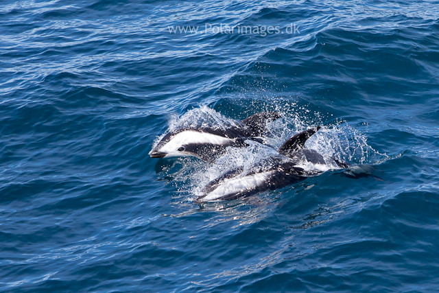 Hourglass dolphins, Southern Ocean_MG_2561