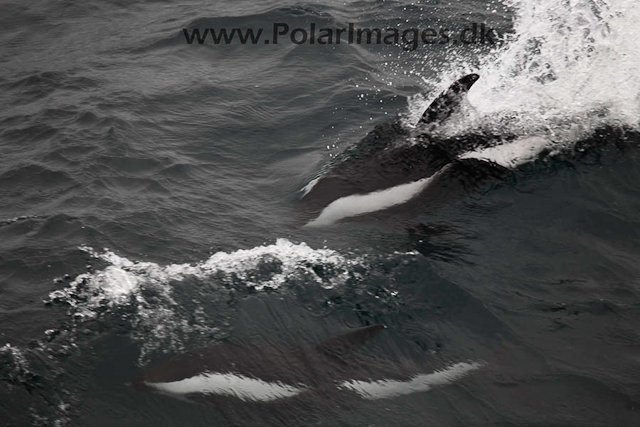 Hourglass dolphinsl_MG_7208-01