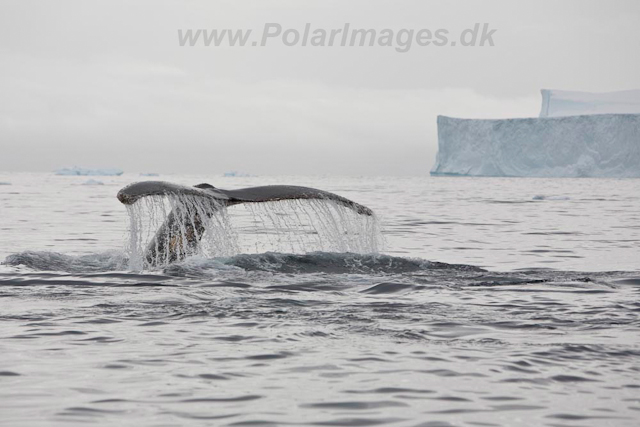 Humpback Whale_MG_6540