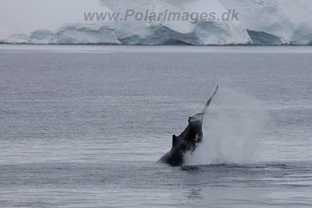 Humpback Whale_MG_7269